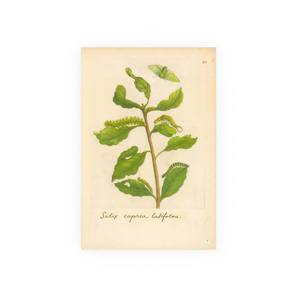 Salix caprea latifolia, Colorized Broad-Leaved Willow Engraving