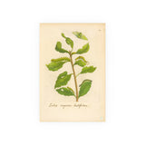 Salix caprea latifolia, Colorized Broad-Leaved Willow Engraving