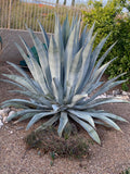Spiky Agave franzosinii plant in a garden setting with rocks and shrubs