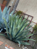 Large Agave weberi plant in a garden setting with a building in the background