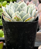 Echeveria 'White Rose' plant with green leaves in a black pot