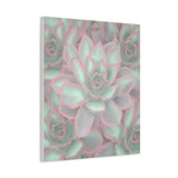 Echeveria Violet Queen Succulent Pattern Canvas Print – Botanical Wall Art
