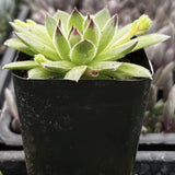 Sempervivum 'Spring Beauty' plant in a black pot with blurred background