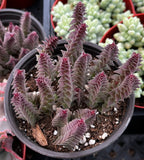 Close-up of a potted Crassula 'Pagoda Village' with purple and green leaves.