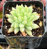 Echeveria 'Marcus' plant in a pot with soil