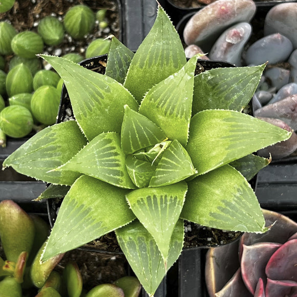 Haworthia retusa var. acuminata plant with a blurred background of other plants and stones