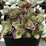 Potted Callisia repens plant with green and pinkish-red leaves