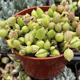 Potted Senecio herreanus plant with green leaves and small buds in a red pot.