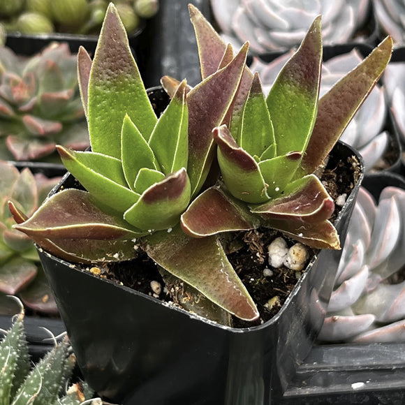 Crassula 'Red Pagoda' plant in a pot with other plants in the background