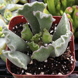 Adromischus cristatus with wavy leaves in a red pot