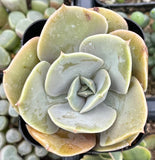 Close-up of Echeveria 'Lolita' with layered green leaves in a pot.