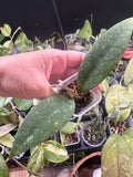 Hoya Aceh Venomous Anger