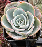 Close-up of a Echeveria Imbricata Hybrid with a soft focus background