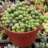 Curio rowleyanus aka String of Pearls plant in a red pot with blurred background