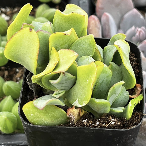 Ruffle Jade plant in a black pot with other plants in the background
