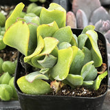 Ruffle Jade plant in a black pot with other plants in the background
