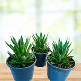 Agave 'Blue Glow'