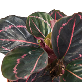 Calathea 'Dottie'