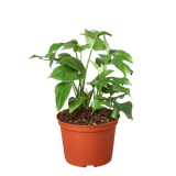 Mini Monstera Minima