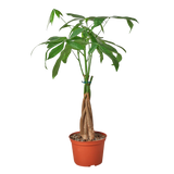Money Tree 'Guiana Chestnut' Pachira Braid - 6" Pot - NURSERY POT ONLY