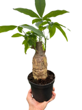 Money Tree 'Guiana Chestnut' Pachira Stump