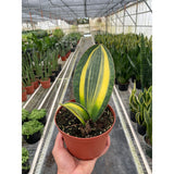 Potted snake plant with yellow and green leaves held in a greenhouse setting.