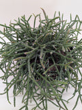 Succulent Cactus 'Mistletoe'
