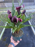 Potted plant with purple calla lilies held by a hand against a metal grid background