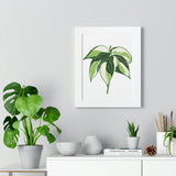 Philodendron Cream Splash Framed Print – Botanical Wall Art