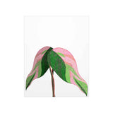 Pink Princess Philodendron Botanical Print – Unframed Wall Art