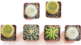 Set of six small cacti in square pots on a white background