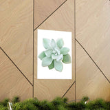 Pachyveria Haagei Succulent Botanical Print – Unframed Wall Art