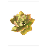 Noble Aeonium Succulent Greeting Card – Blank Inside With Envelope