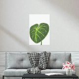 Philodendron Gloriosum Botanical Print – Unframed Wall Art