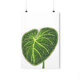 Philodendron Gloriosum Botanical Print – Unframed Wall Art