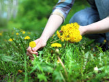 DandiPure™ – Wild Dandelion Seed | Pollinator-Friendly, Edible, Chemical-Free Lawn