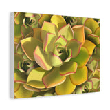 Noble Aeonium Succulent Pattern Canvas Print – Botanical Wall Art