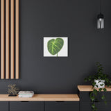 Philodendron Gloriosum Canvas Print – Botanical Wall Art