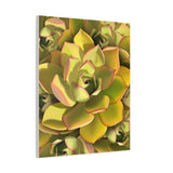 Noble Aeonium Succulent Pattern Canvas Print – Botanical Wall Art