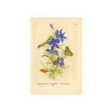Consolida regalis hortensis (Field Larkspur) with Butterfly, Colorized Reproduction from Erucarum Ortus (1717)