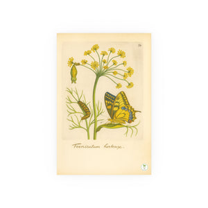 Foeniculum Hortense with Swallowtail Metamorphosis, Botanical Illustration Colorized Reproduction