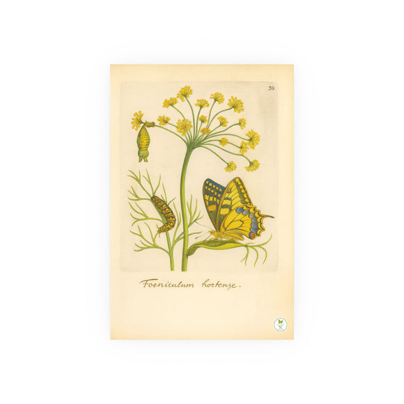 Foeniculum Hortense with Swallowtail Metamorphosis, Botanical Illustration Colorized Reproduction