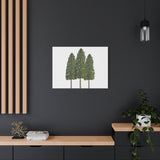 Ponderosa Pine Canvas Print – Wall Art
