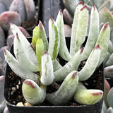 Cotyledon ‘White Sprite’ plant with green and pinkish-red tips in a dark pot.