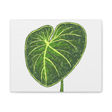 Philodendron Gloriosum Canvas Print – Botanical Wall Art
