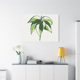 Philodendron Cream Splash Canvas Print – Botanical Wall Art