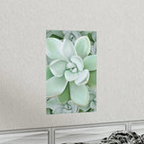 Pachyveria Haagei Succulent Pattern Botanical Print – Unframed Wall Art