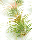 Close-up of air plants with green and orange leaves on a white background