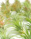 Close-up of green air plants with a blurred background