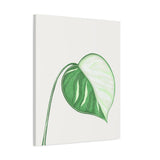 Monstera Albo Canvas Print – Botanical Wall Art